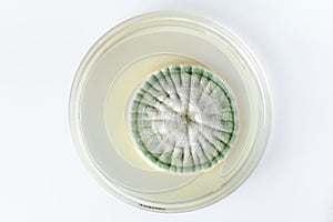 Growth of a fungus in plate isolated in white photo