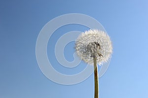 One dandelion stands after flowering against the background of the sky.