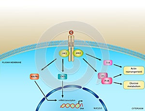 Growth hormone signaling pathway