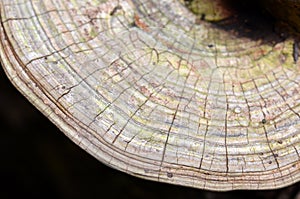 Growth layers of the bracket fungus Ganoderma applanatum