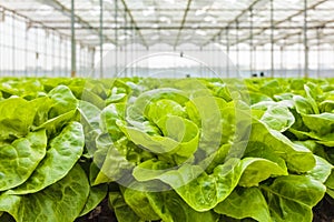 Growth of lettuce inside a greenhouse