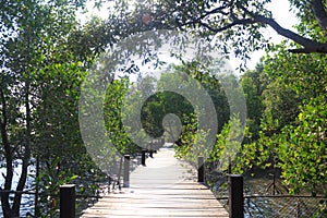 Growth mangrove, forest
