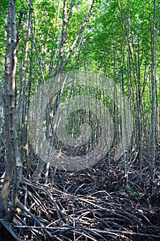 Growth mangrove, forest