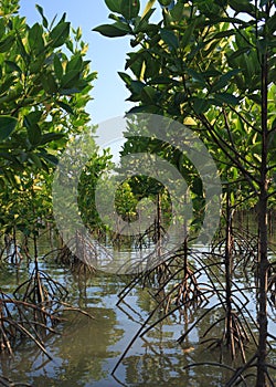 Growth mangrove