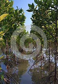 Growth mangrove