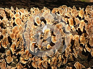 Growth of mushrooms on trunk of a tree