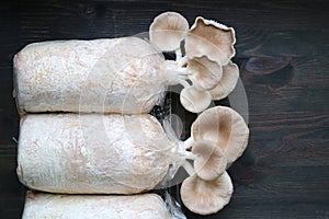 Growth Oyster Mushrooms Ready for Harvest