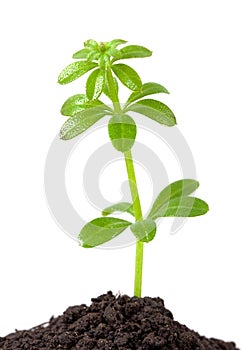 Růst rostlina 