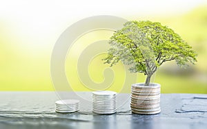 Growth plant on coin money. Finance and business concept