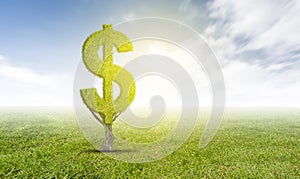 Growth plant dollar money. Finance and business concept