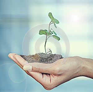 Growth, plant and ecology with soil in the hand of a business person for eco friendly development. Earth day, spring or