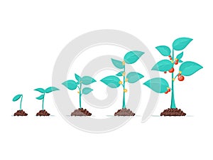 Growth of plant, from sprout to vegetable. Planting tree. Seedling gardening plant. Timeline of seeding