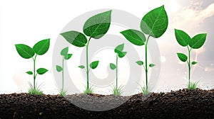 Growth and Progress A Row of Five Green Seedlings Thriv on a Soil Background with Sunlight