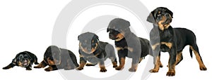 Growth of puppy rottweiler