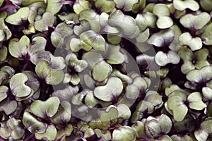 Growth purple garden cress isolated shot from above extreme closeup