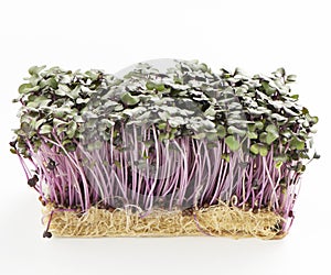 Growth purple garden cress isolated on a white background