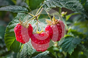 Growth raspberries photo