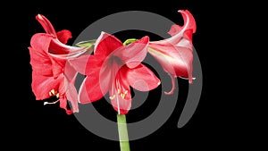 Growth of red hippeastrum flower buds ALPHA matte, FULL HD. (Hippeastrum Striped)