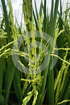 Growth Rice plants are still green