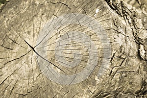Growth ring details