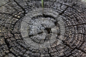 Growth rings