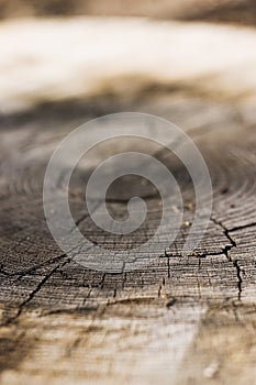 Growth Rings Cracks