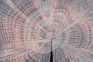 Growth rings and cracks in charred yew tree slice. Tree trunk cross section structure
