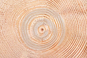 Spruce tree, growth rings, horizontal cross section of dried trunk