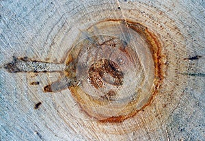 The growth rings of a tree photo