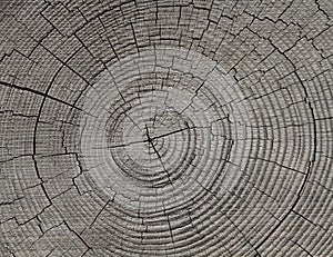 Growth Rings - Tree Rings - Annual Rings