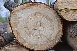 Growth rings on tree sawcut