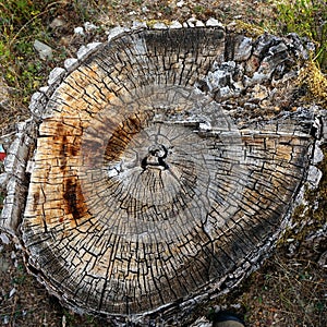 Growth Rings on Tree Trunk