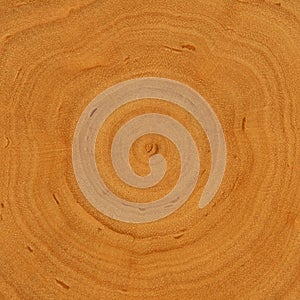 Growth rings - wooden background