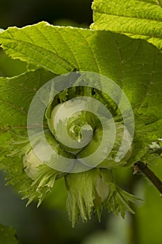 Growth of a round hard-shelled nut of the tree