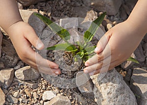 Growth of small seedlings