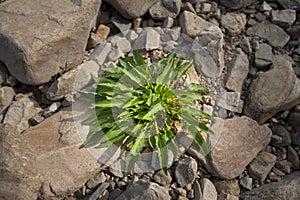 Growth of small seedlings