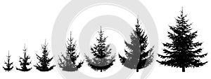 Growth spruce tree. Life process of growing fir tree, silhouette. Vector illustration