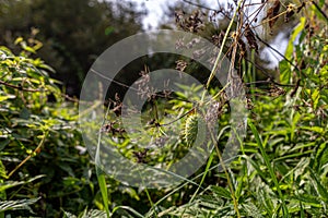 A growth of squirting cucumber or exploding cucumber among thickets of weeds