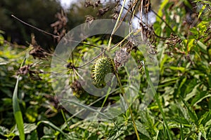 A growth of squirting cucumber or exploding cucumber among thickets of weeds