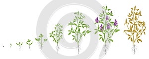Growth stages of Alfalfa plant. Vector flat illustration. Medicago sativa. Lucerne grown life cycle. photo