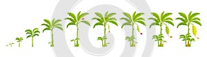 Growth stages of banana palm tree. Growing stages. Vector Illustration. Progression life cycle.