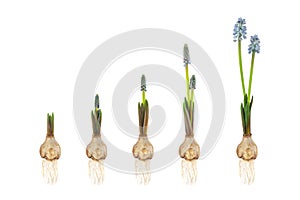 Growth stages of a blue grape hyacinth from flower bulb to blooming flower isolated on white