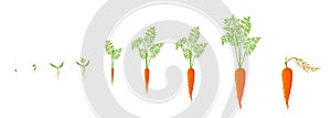 Growth stages of carrot plant. Vector illustration. Daucus carota. Orange carrots tap root vegetable botany life cycle