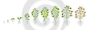 Growth stages of Cotton plant. Plant increase phases. Vector illustration. Gossypium from which cotton is harvested photo