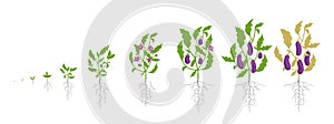 Growth stages of eggplant plant. Vector illustration. Solanum melongena. Aubergine, brinjal life cycle. Botanically