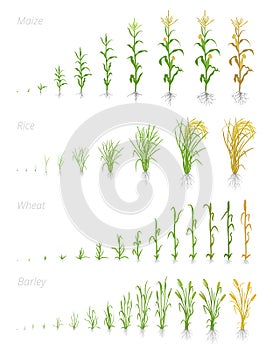 Growth stages of grain cereal agricultural crops. Cereal increase phases. Vector illustration. Secale cereale. Ripening period.