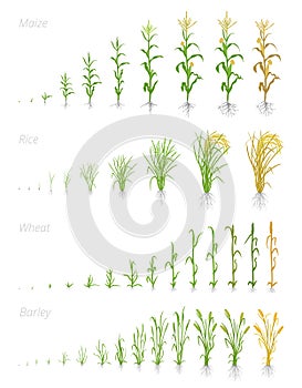 Growth stages of grain cereal agricultural crops. Cereal increase phases. Vector illustration. Secale cereale. Ripening period. photo