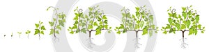 Growth stages of grape plant. Vineyard planting increase phases. Vector illustration. Vitis vinifera harvested. Ripening period.