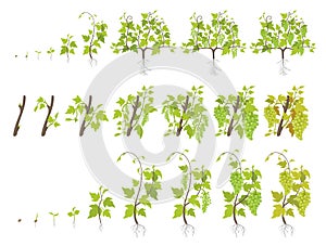 Growth stages of grape plant. Vineyard planting increase phases. Vector illustration. Vitis vinifera harvested. Ripening period.