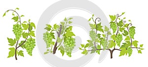 Growth stages of grape plant. Vineyard planting increase phases. Vector illustration. Vitis vinifera harvested. Ripening period.